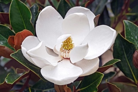 Southern magnolia