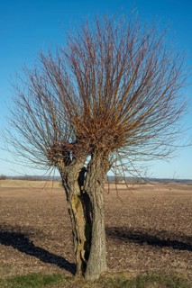 Scanian willows