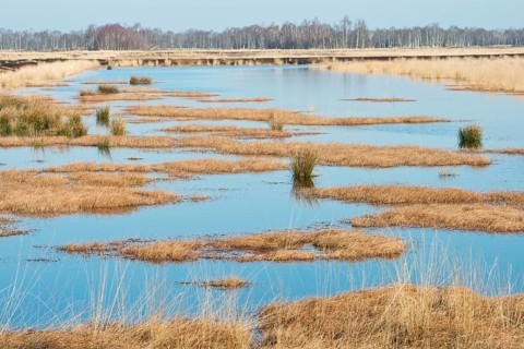 Rewetting area