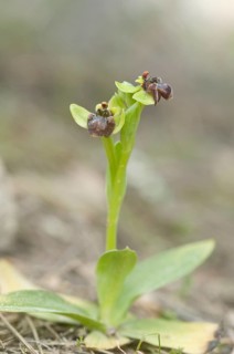 Bumblebee orchid