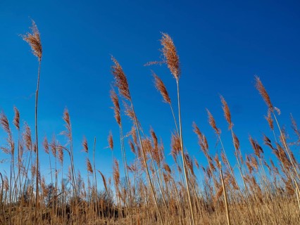 Common reed
