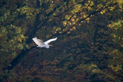 Great egret