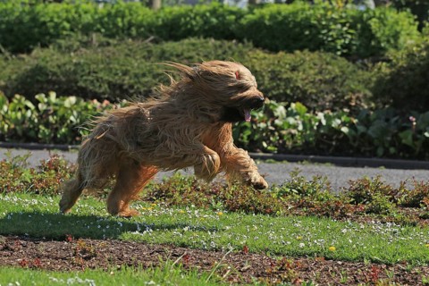 Briard jumping