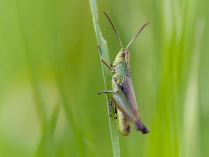 Meadow grasshopper