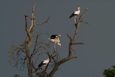 White stork