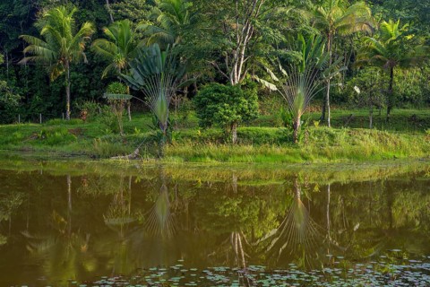 Palm trees reflected in the lake below Laguna del Lagarto Eco-Lodge