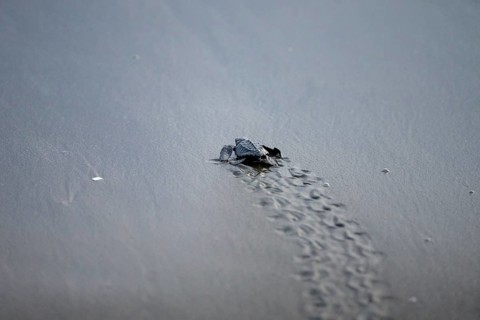 Newly hatched olive ridley sea turtle