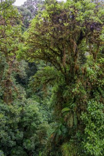 Rainforest in Selvatura Park seen from a suspension bridge