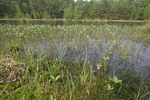 Forest moor lake with fever clover