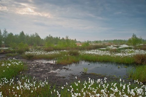 Bog landscape with common cottongrass