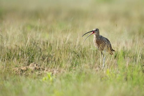 Curlew
