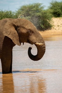 African elephant