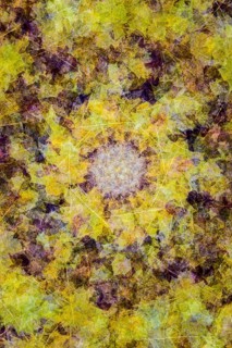 Leaves on the forest floor