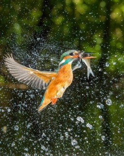 Common kingfisher