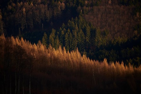Spotlight from the sun onEuropean larch