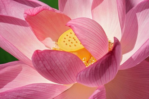 Sacred lotus