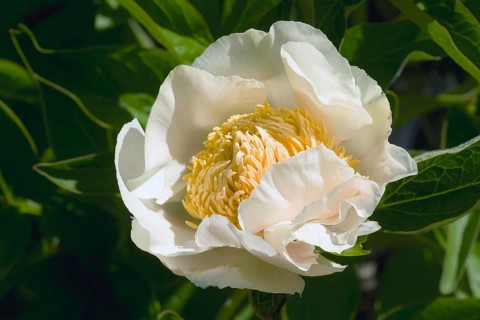 White Innocence hybrid peony