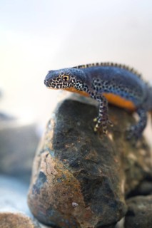 Alpine newt