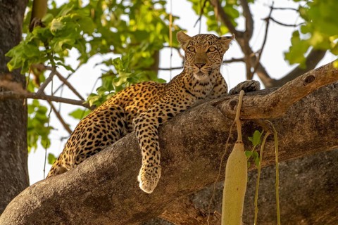 African leopard