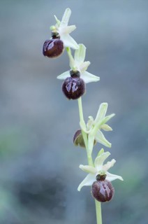 Black ophrys