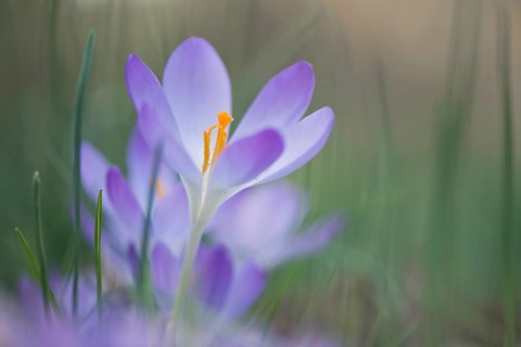 Early Crocus