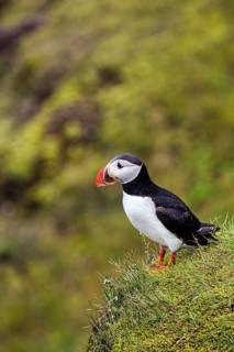 Single puffin