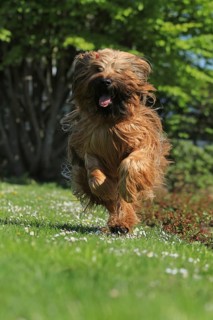 Briard jumping