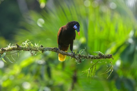 Montezuma oropendola