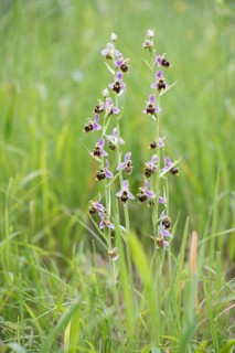 Late spider-orchid