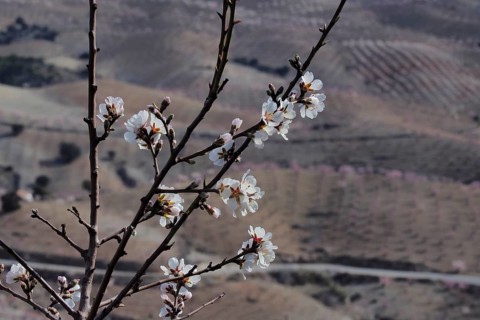 Flowering branch of almond tree