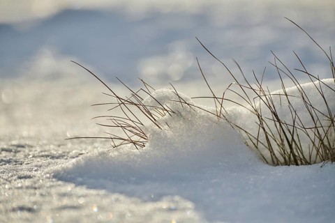 Blades of grass growing out of the snow