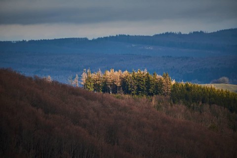 Spotlight from the sun on Norway spruce