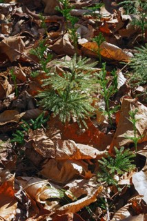 Flat-branched tree-clubmoss