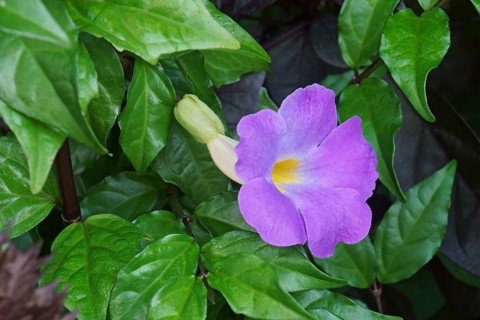 Bush clockvine