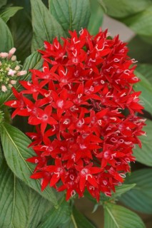 Egyptian starcluster