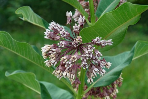 Common milkweed
