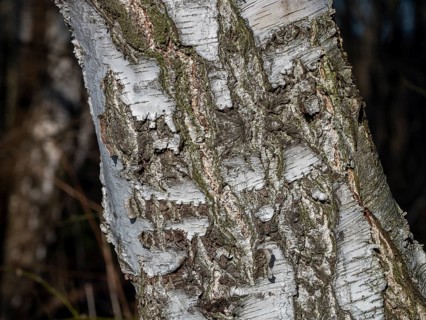 Bark of a warty birch