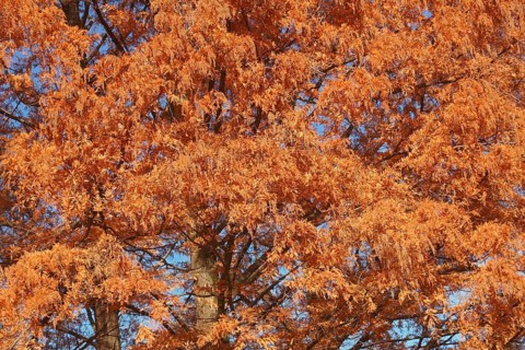 National Dawn redwood