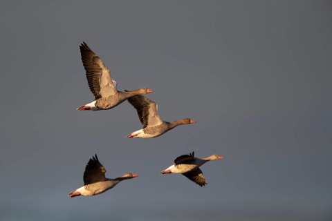 Greylag geese in relay flight in the evening sun