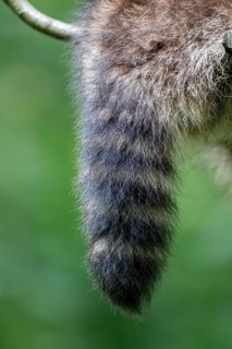 A raccoon ringtail