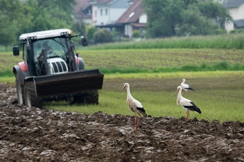 White stork