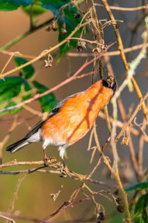 Eurasian Bullfinch