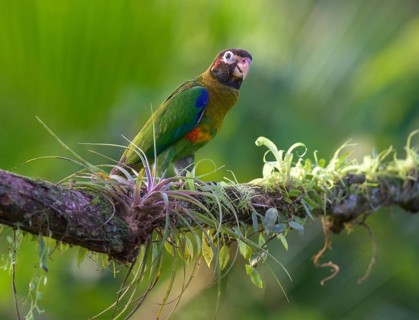 Brown-hooded parrot