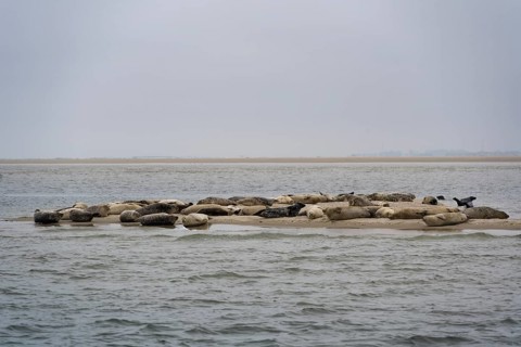 Grey seals