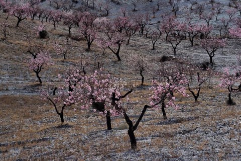 Blossoming almond trees at the beginning of flowering