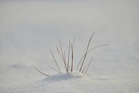 Blades of grass growing out of the snow