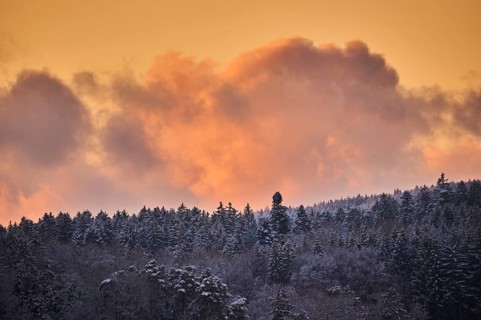 Colored Clouds above a Norway spruce