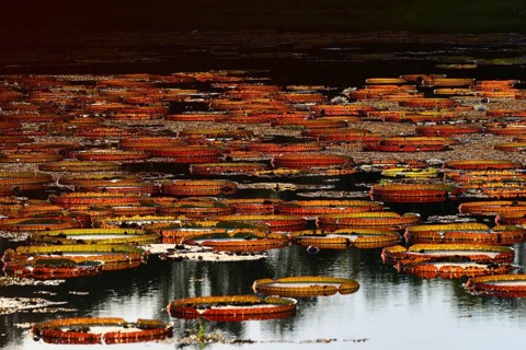 Leaves of the amazon water lily