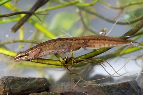 Palmate newt
