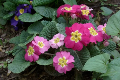 Common primrose